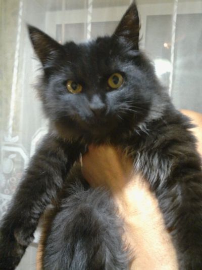 Лот: 12313034. Фото: 1. Отдам котят. Кошки, котята