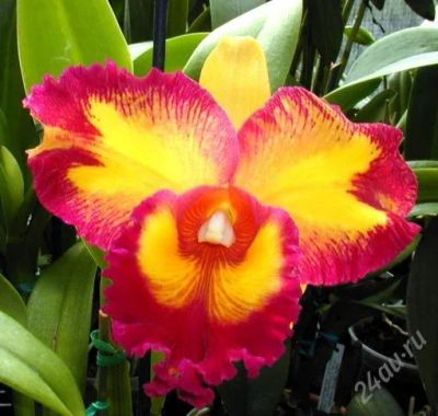 Лот: 1310521. Фото: 1. Blc. Taiwan Queen. Горшечные растения и комнатные цветы