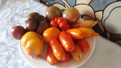 Лот: 13384696. Фото: 1. Семена томатов Дрова и Палка. Овощи
