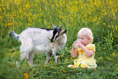 Лот: 11372288. Фото: 1. Козье молоко. Молоко и молочные продукты