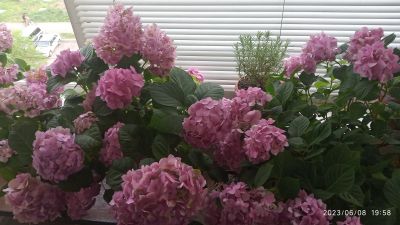 Лот: 17255447. Фото: 1. Гортензия комнатная, молодой саженец... Пряные, лекарственные растения и зелень