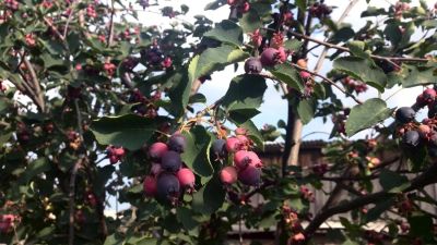 Лот: 7896453. Фото: 1. ягода Ирга, урожай 2016г., замороженная... Ягоды, орехи