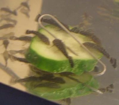 Лот: 8289613. Фото: 1. Сом Анциструс подростки 3 см своего... Рыбки