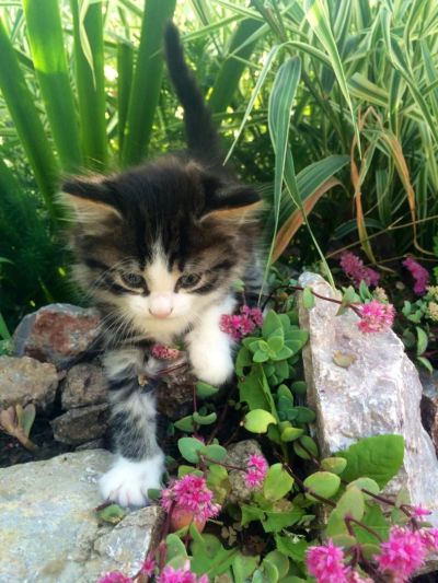 Лот: 4339997. Фото: 1. Отдам Котёнка Срочно!!!. Кошки, котята