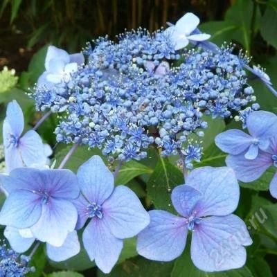 Лот: 3880063. Фото: 1. Гортензия крупнолистная Маризи... Другое (семена, рассада, садовые растения)