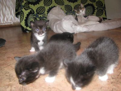 Лот: 4556615. Фото: 1. Котята. Кошки, котята