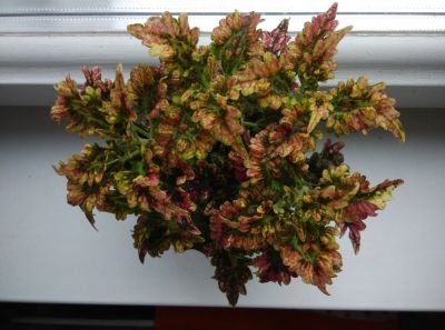 Лот: 11415372. Фото: 1. Колеус Ренельта Coleus rehneltianus. Горшечные растения и комнатные цветы