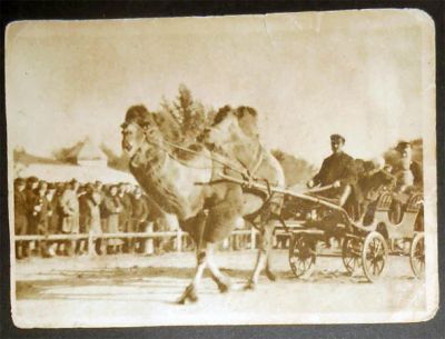 Лот: 7131580. Фото: 1. Открытка Москва, зоопарк. Катание... Открытки, конверты