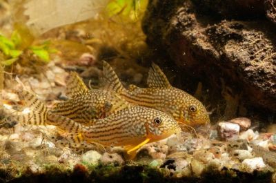 Лот: 16387058. Фото: 1. Коридорас Штерба (Corydoras sterbai... Рыбки