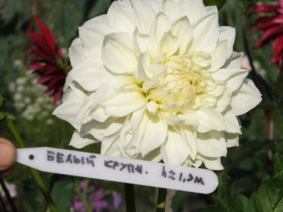 Лот: 11166690. Фото: 1. Георгин Белый Крупный. Георгины. Садовые цветы