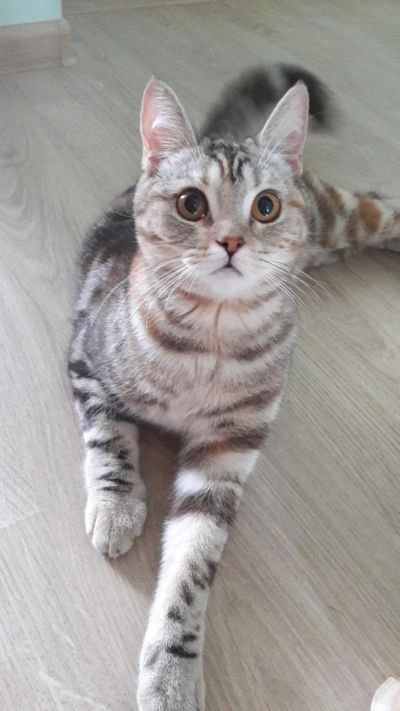 Лот: 7818267. Фото: 1. Молодая кошечка в хорошие руки. Кошки, котята