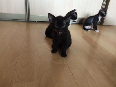 Лот: 5517371. Фото: 1. Канадский сфинск. Кошки, котята