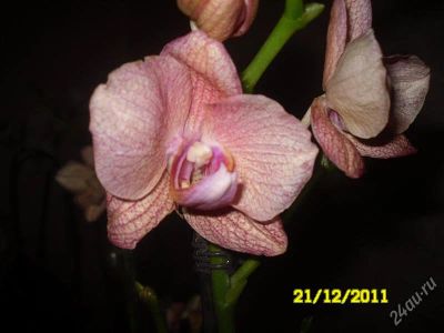 Лот: 1433460. Фото: 1. Орхидея. Фаленопсис (отцвела). Горшечные растения и комнатные цветы