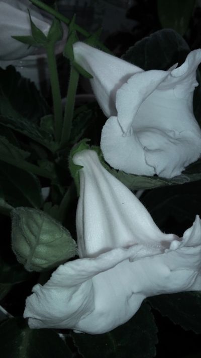 Лот: 11072204. Фото: 1. глоксиния Тидея Белая (лист с... Горшечные растения и комнатные цветы
