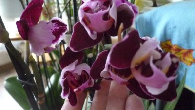 Лот: 7992991. Фото: 1. орхидея фаленопсис цветет F11... Горшечные растения и комнатные цветы