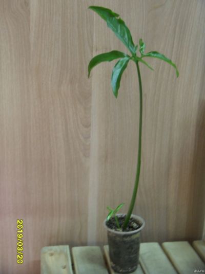 Лот: 13407560. Фото: 1. Сингониум суженный Syngonium angustatum. Горшечные растения и комнатные цветы