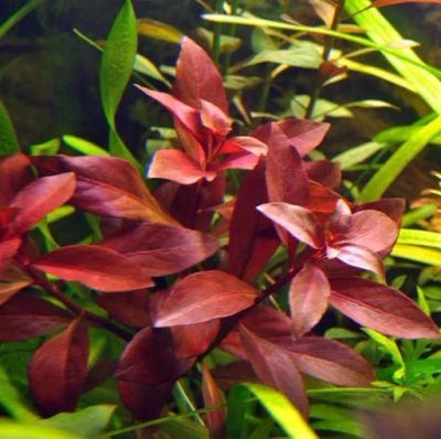 Лот: 16203625. Фото: 1. Людвигия репенс "Рубин"(Ludwigia... Водные растения