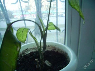 Лот: 1884020. Фото: 1. цветок бесплатно. Горшечные растения и комнатные цветы