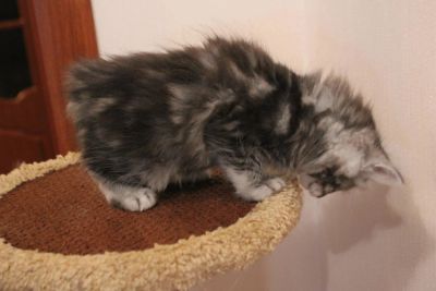Лот: 8704121. Фото: 1. кошечки Курильский бобтейл. Кошки, котята