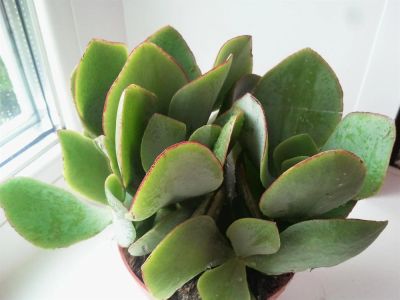 Лот: 2991244. Фото: 1. Крассула (Crassula ovata) - "Денежное... Горшечные растения и комнатные цветы