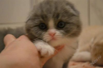 Лот: 2388597. Фото: 1. Продам шотландскую вислоухую. Кошки, котята