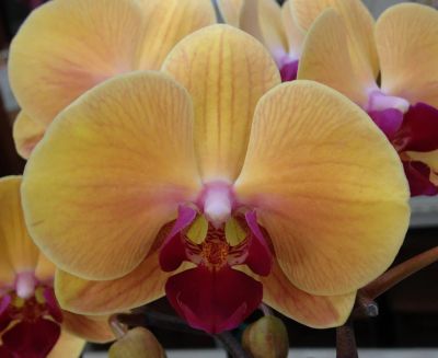 Лот: 11522746. Фото: 1. Орхидея Фаленопсис Солид голд... Горшечные растения и комнатные цветы