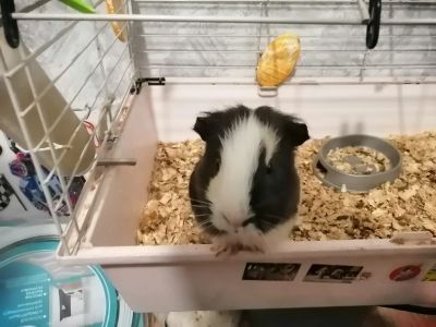 Лот: 14942916. Фото: 1. Морская свинка с клеткой. Остальные животные