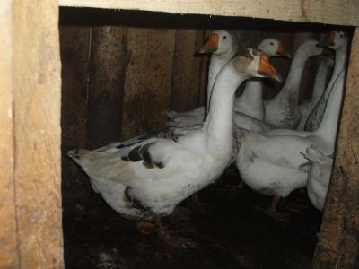Лот: 3266281. Фото: 1. Гусь. Деревенская птица. Мясо, птица, яйцо