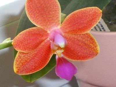 Лот: 13706078. Фото: 1. Орхидея фаленопсис Salmon Copper... Горшечные растения и комнатные цветы