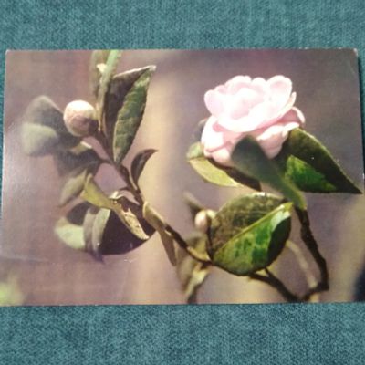 Лот: 24679963. Фото: 1. Открытка. Вьетнам. Цветы. Камелия... Открытки, конверты