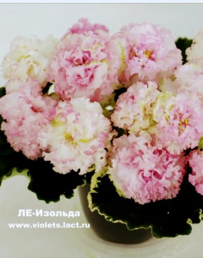 Лот: 11968756. Фото: 1. Детка фиалки. Горшечные растения и комнатные цветы
