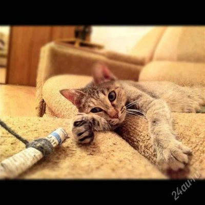 Лот: 1765583. Фото: 1. Подарю Кошечку. Кошки, котята