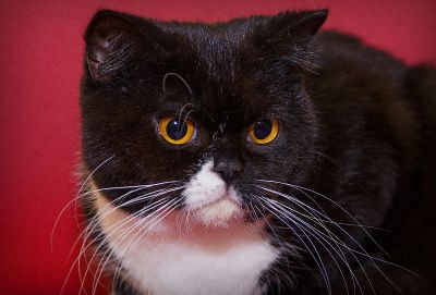 Лот: 4394377. Фото: 1. Британская кошечка отдам на условиях. Кошки, котята