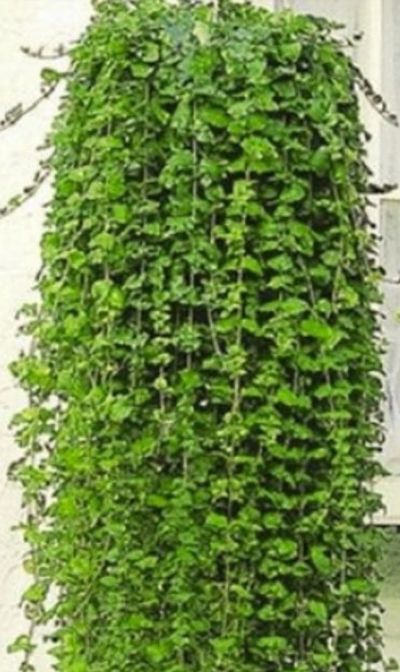 Лот: 16489404. Фото: 1. Чабер Дугласа "Indian Mint". Пряные, лекарственные растения и зелень