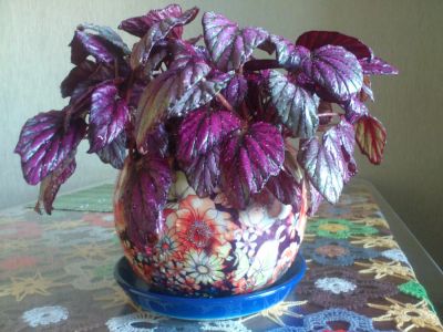 Лот: 6723006. Фото: 1. Бегония фиолетовая с серебром. Горшечные растения и комнатные цветы