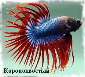 Лот: 7600926. Фото: 1. Рыбка Петушок красный и корм для... Рыбки