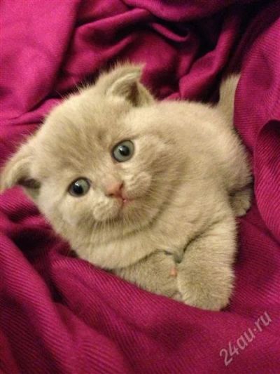 Лот: 2734657. Фото: 1. Шотландская кошечка. Кошки, котята