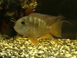 Лот: 5505838. Фото: 1. Геофагус Бальзани (Gymnogeophagus... Рыбки