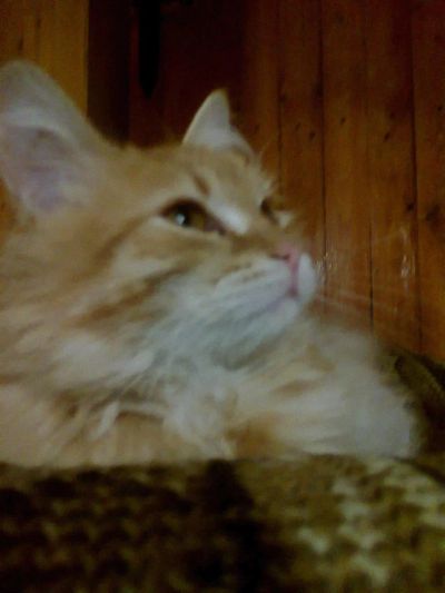 Лот: 4596771. Фото: 1. Кот Рональд, красный табби(в народе-рыжий... Кошки, котята