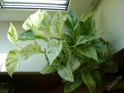 Лот: 5369618. Фото: 1. Сциндапсус Marble Queen. Горшечные растения и комнатные цветы