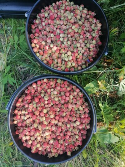 Лот: 25548843. Фото: 1. Клубника лесная. Другое (одежда, обувь, галантерея)