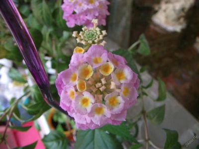 Лот: 5880849. Фото: 1. Лантана розовая, неукорененный... Горшечные растения и комнатные цветы