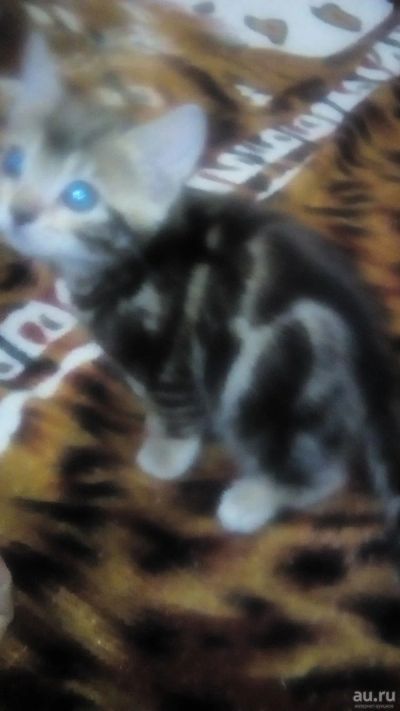 Лот: 13147476. Фото: 1. Бенгальская девочка. Кошки, котята