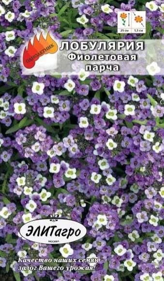 Лот: 11025512. Фото: 1. ЦВ.Лобулярия Фиолетовая парча. Садовые цветы