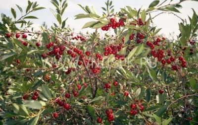 Лот: 4223040. Фото: 1. куст вишни(черешни)-обмен. Ягоды