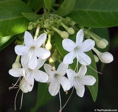 Лот: 12052789. Фото: 1. Клеродендрум "Акулеатум" (Clerodendrum... Горшечные растения и комнатные цветы