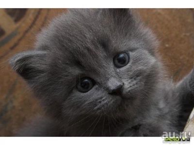 Лот: 8717916. Фото: 1. Продам шикарных котят за символическую... Кошки, котята