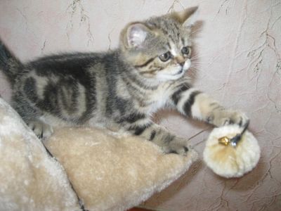 Лот: 4309811. Фото: 1. Мраморный малыш (британец). Кошки, котята