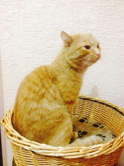 Лот: 3627710. Фото: 1. Рыжий кот Тимон. Кошки, котята