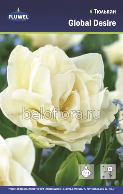 Лот: 6187842. Фото: 1. Тюльпан Global Desire. Луковица. Другое (семена, рассада, садовые растения)